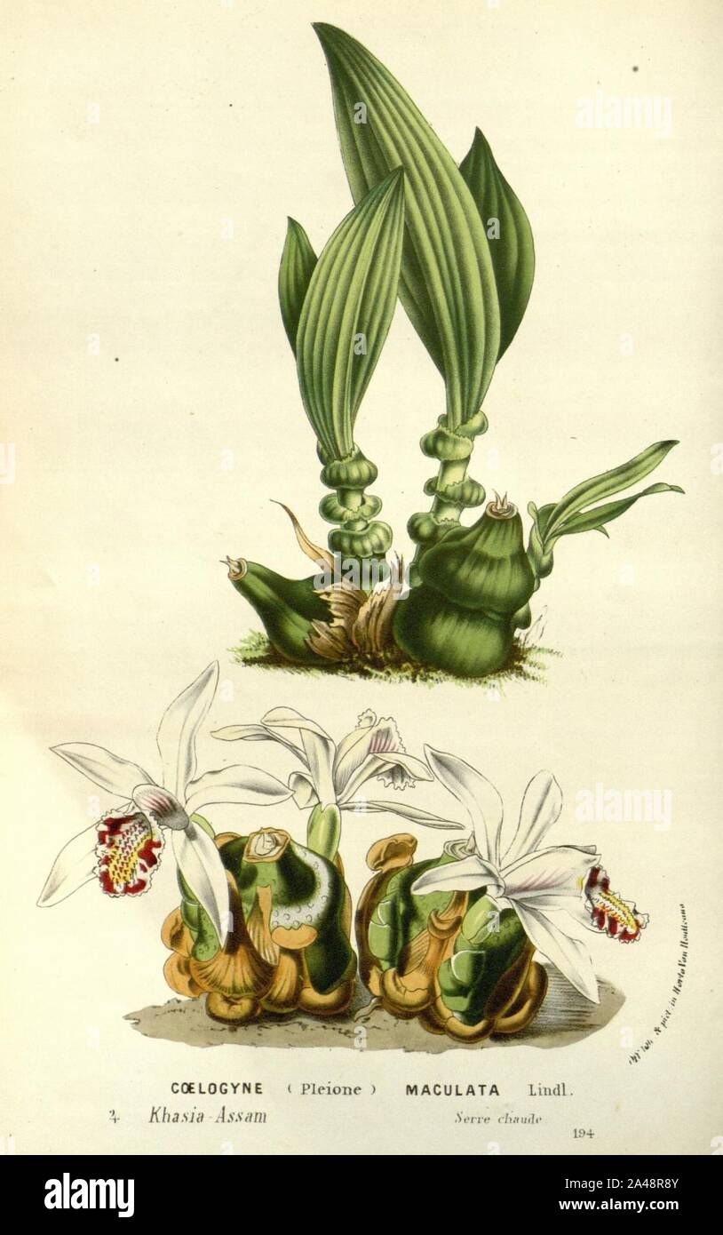 Flore de Serres v 14 207 ein. Stockfoto