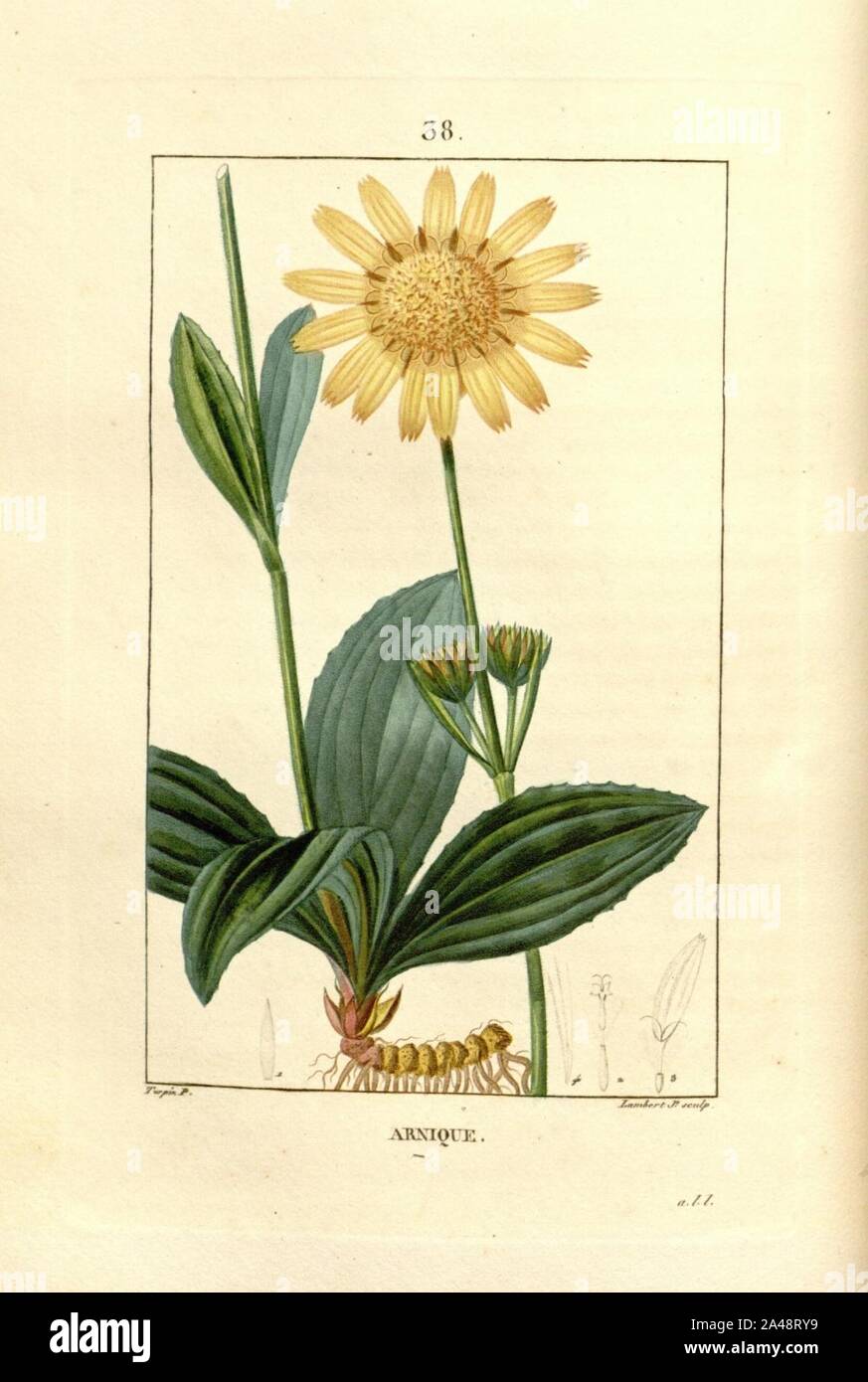 Flore médicale (Platte 38) Stockfoto