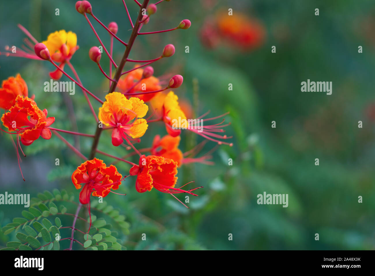 Leuchtendes Rot, Gelb, Orange und Grün Blumen wachsen in einer kleinen Stadt Festival mit tollen Farben. Stockfoto