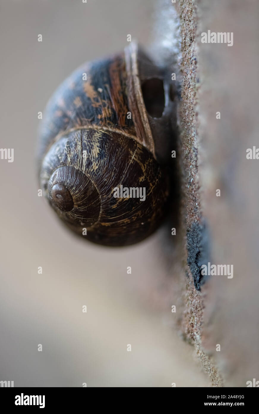Schnecke auf einer Wand Stockfoto