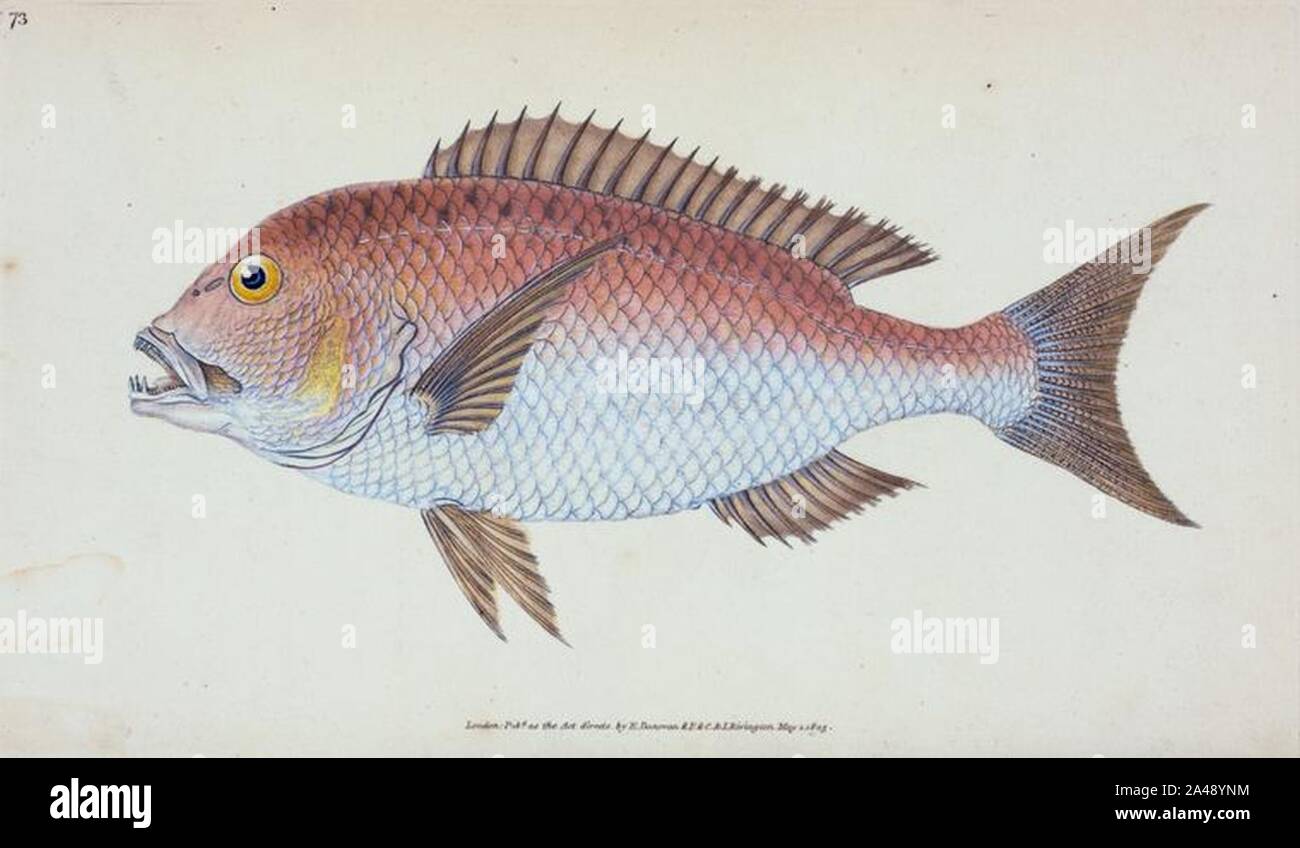 Fisch Edward Donovan. Stockfoto