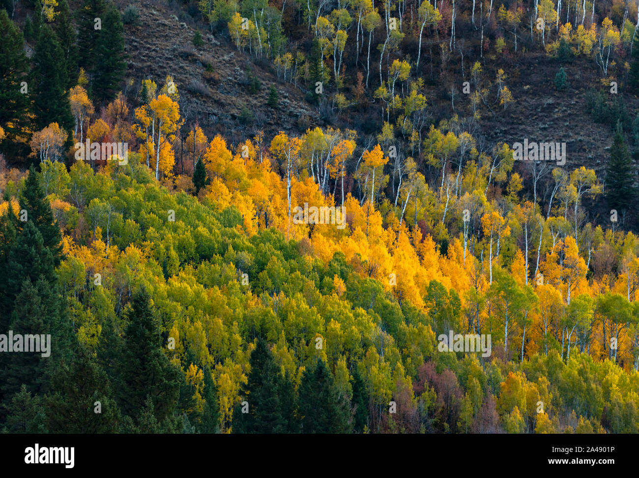 Die Farben des Herbstes auf den Bäumen entlang US Highway 89, der Logan Canyon Scenic Byway in Logan Canyon, Uinta-Wasatch-Cache National Forest, Utah, USA. Stockfoto