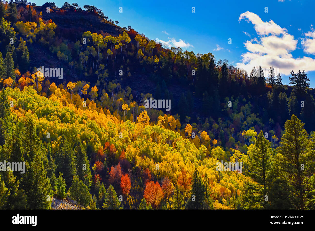 Dies ist ein Blick auf die Farben des Herbstes auf den Bäumen entlang US Highway 89, der Logan Canyon Scenic Byway in Logan Canyon, Uinta-Wasatch-Cache National Forest Stockfoto