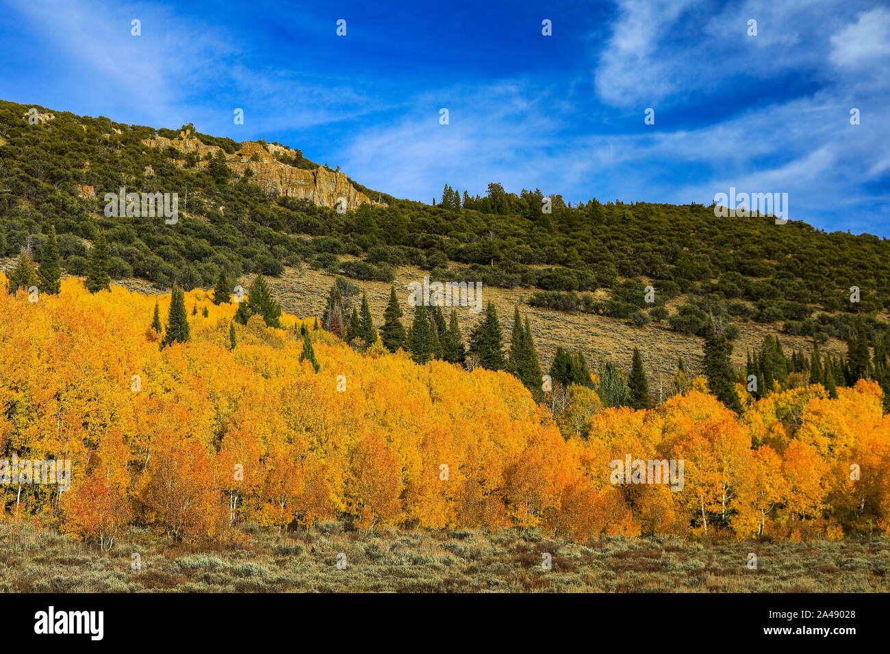 Die Farben des Herbstes auf den Bäumen entlang US Highway 89, der Logan Canyon Scenic Byway in Logan Canyon, Uinta-Wasatch-Cache National Forest, Utah, USA. Stockfoto