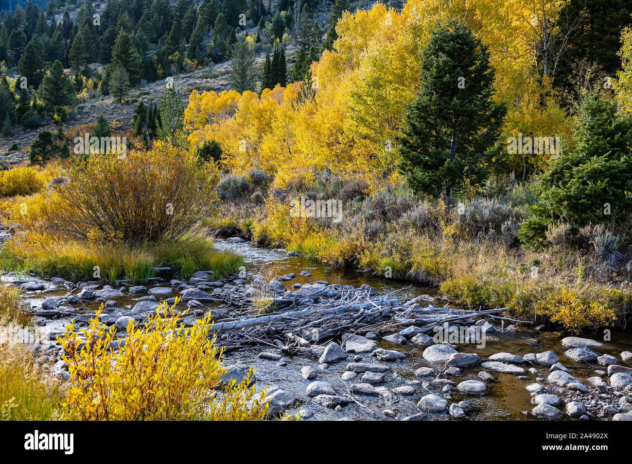 Die Farben des Herbstes auf den Bäumen entlang der Beaver Creek in der Nähe von US Highway 89, der Logan Canyon Scenic Byway in Logan Canyon, Uinta-Wasatch-Cache NF Utah, USA. Stockfoto