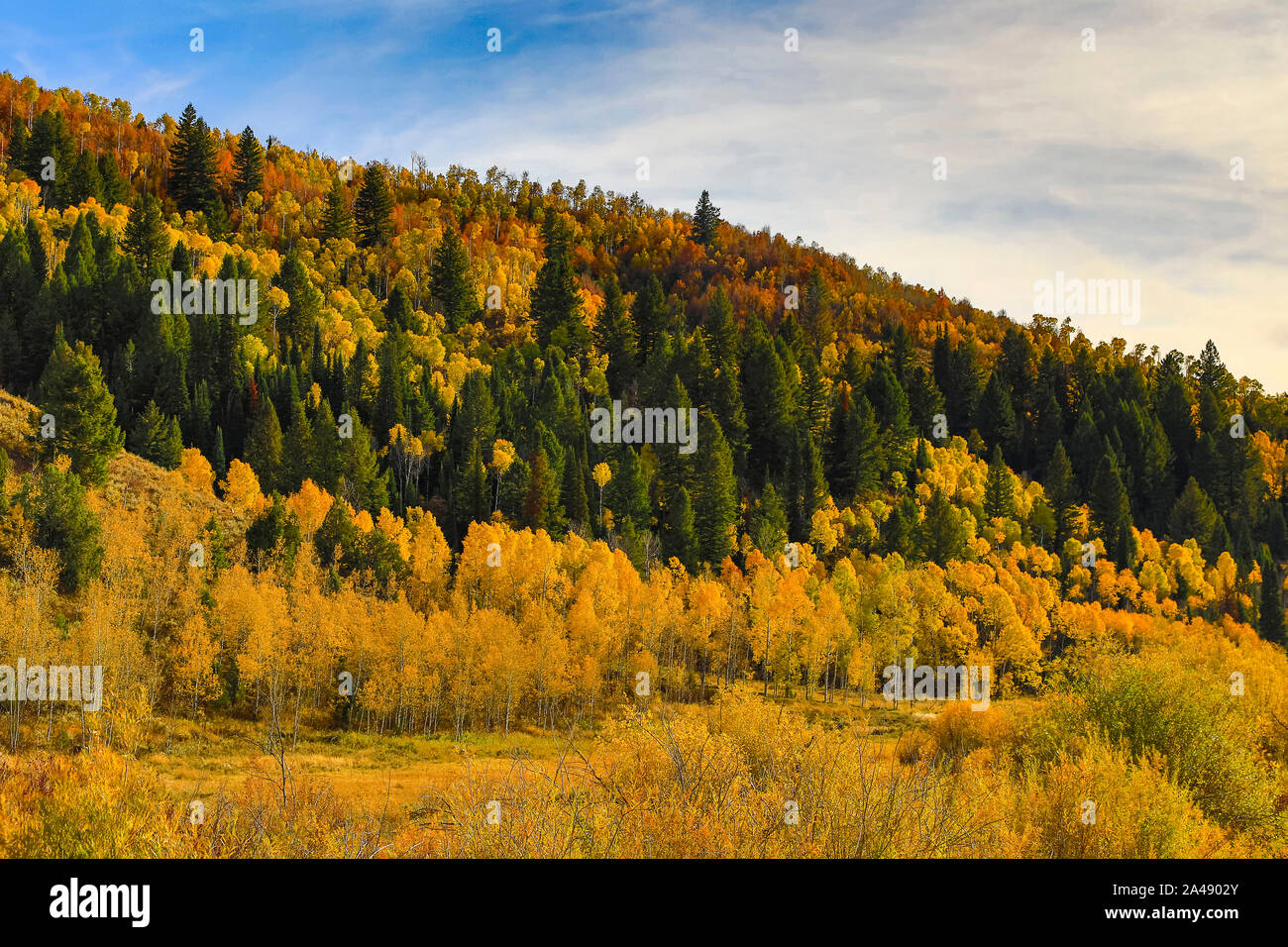 Die Farben des Herbstes auf den Bäumen entlang US Highway 89, der Logan Canyon Scenic Byway in Logan Canyon, Uinta-Wasatch-Cache National Forest im Norden von Utah. Stockfoto