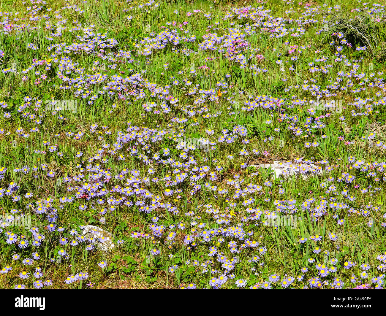 Feld oder Wiese wilder Frühling Blumen Anzeige in Cape Provinz, in Südafrika, bestehend aus Lila oder Flieder kleine zarte Daisy - wie Blumen in der Natur Stockfoto