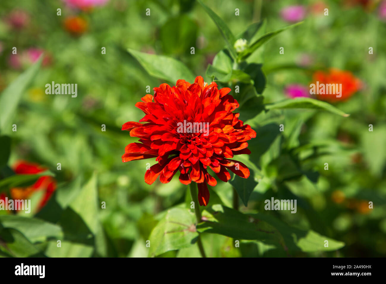 Blumen in der Stadt Peking, China Stockfoto