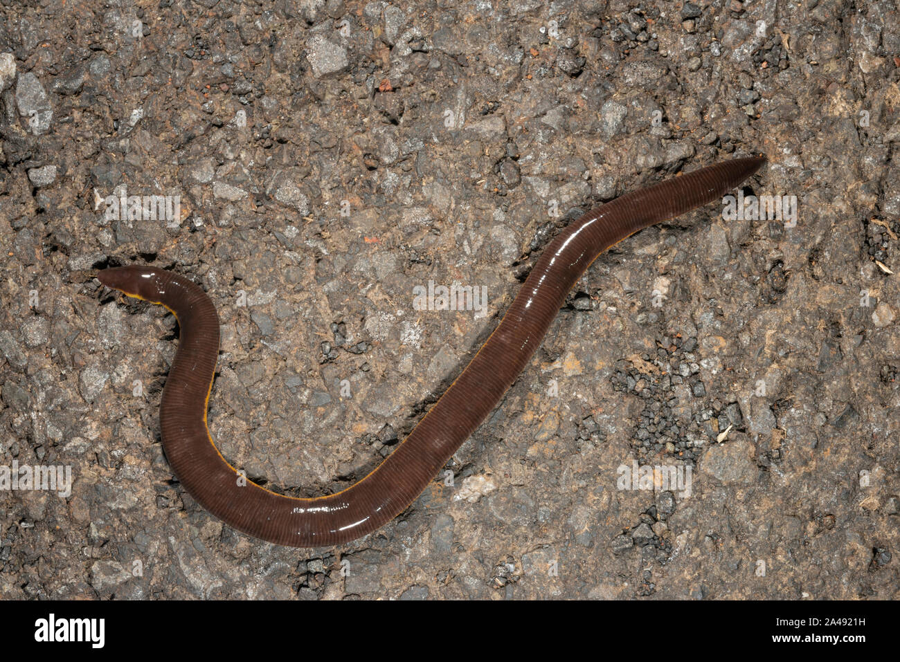 Davidi ichthyopis oder Chorla gestreifte Caecillian an Amboli, Maharashtra, Indien Stockfoto