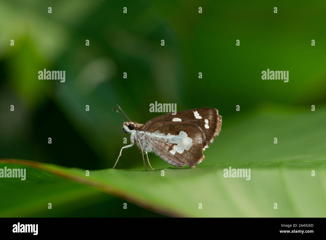 Gras Daemon Butterfly an Amboli, Maharashtra, Indien Stockfoto