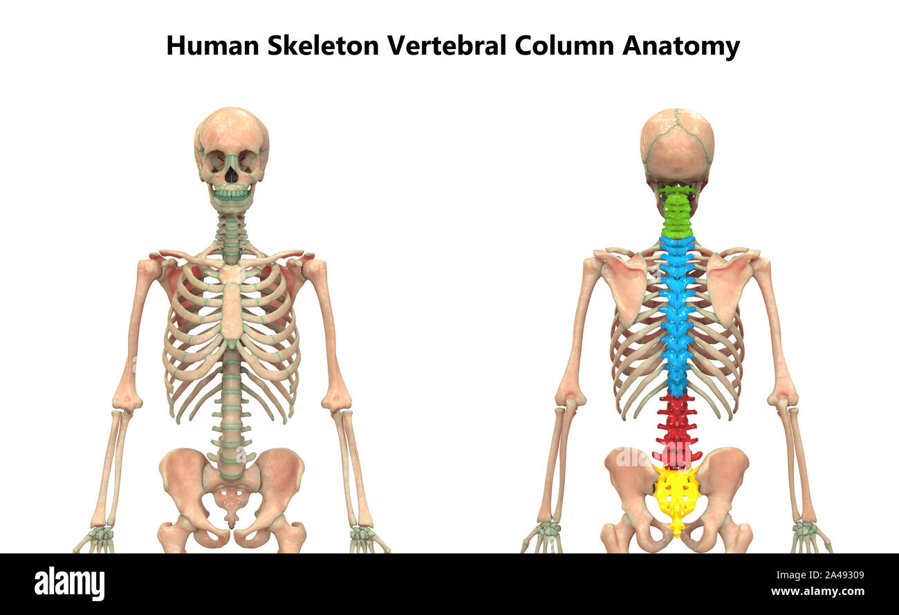 Die Wirbelsäule von menschlichen Skelett System Anatomie Stockfoto