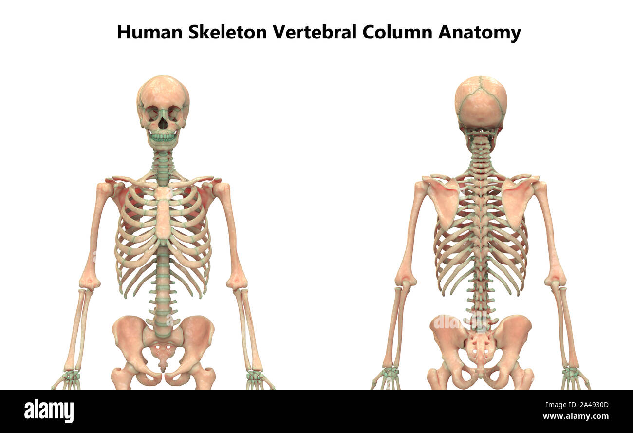 Die Wirbelsäule von menschlichen Skelett System Anatomie Stockfoto