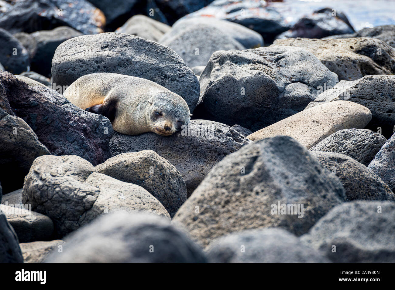 Baby Australischen, als Welpe bekannt, auf den Felsen am Cape Bridgewater liegen, in Victoria, Australien Stockfoto