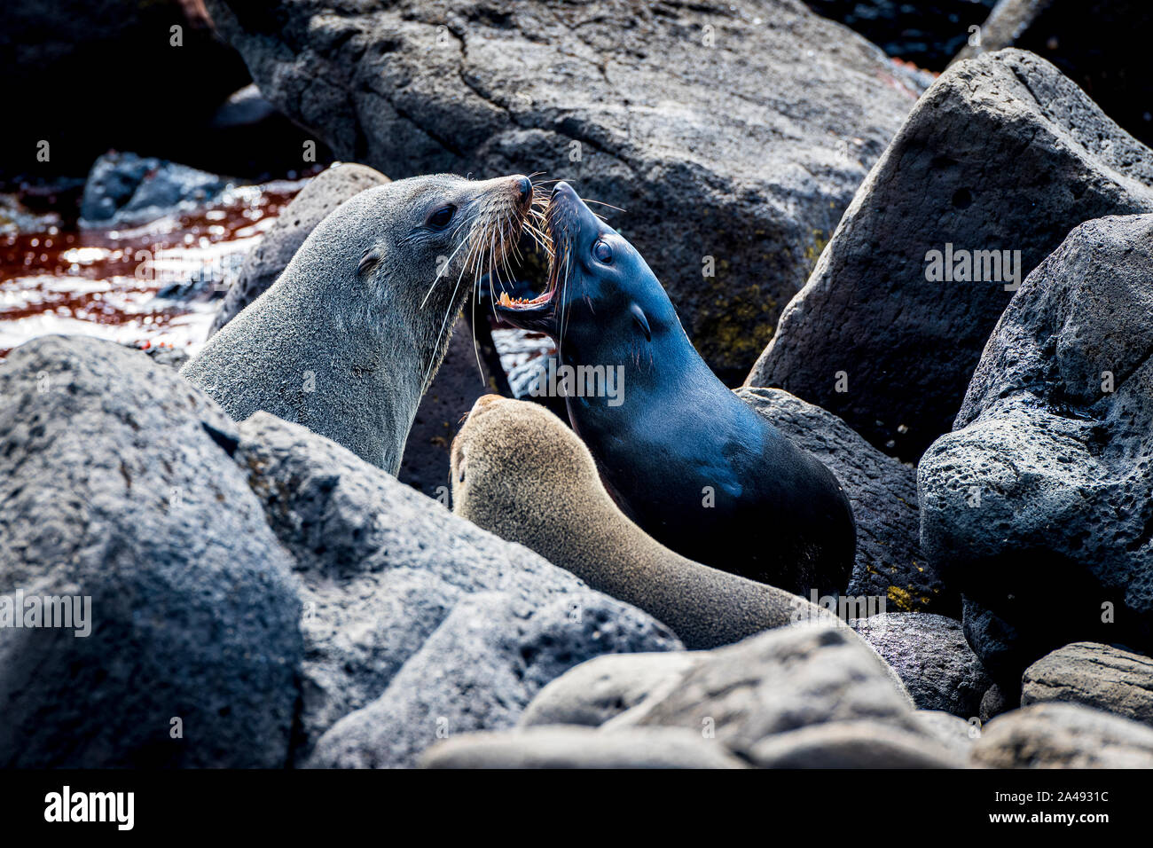 Eine weibliche Australische Fell Dichtung schützen Ihre Welpen gegen eine Neuseeland Fell Dichtung, die in Cape Bridgewater, Victoria, Australien angefahren hat, Stockfoto