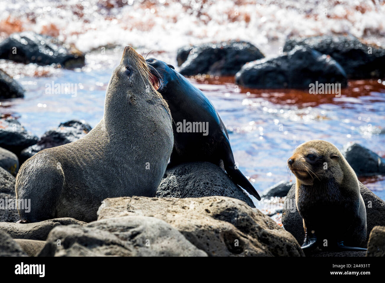 Eine weibliche Australische Fell Dichtung schützen Ihre Welpen gegen eine Neuseeland Fell Dichtung, die in Cape Bridgewater, Victoria, Australien angefahren hat, Stockfoto