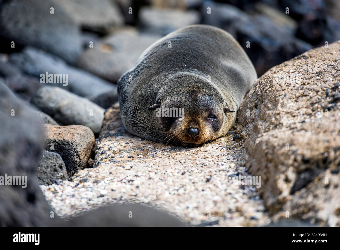 Baby Australischen, als Welpe bekannt, auf den Felsen am Cape Bridgewater liegen, in Victoria, Australien Stockfoto