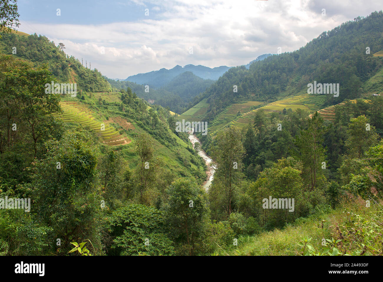 Grün, Braun, Gelb und goldener Reis terrasse Felder in Mu Cang Chai, nordwestlich von Vietnam Stockfoto