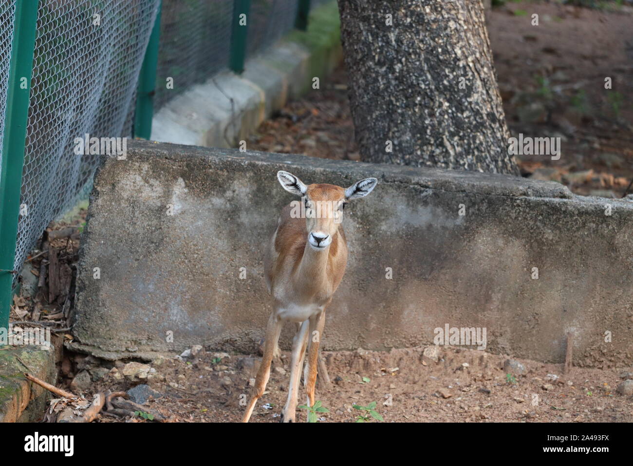 Nahaufnahme einer hübschen jungen Frau Impala. Reh (Aepyceros melampus) Beweidung Stockfoto
