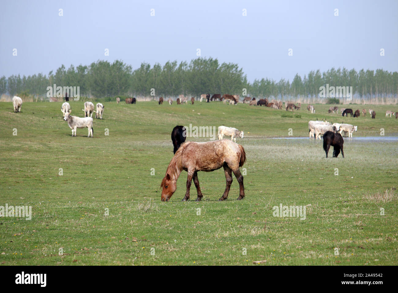 Pferde und Kühe auf der Weide Bauernhof Tiere Stockfoto