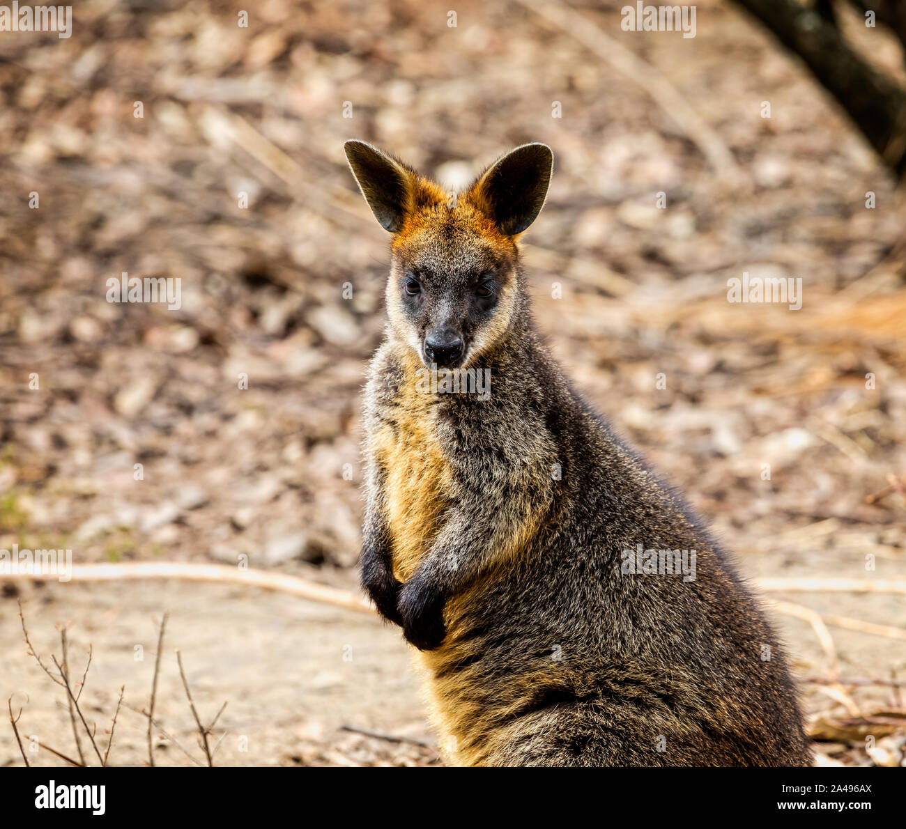 In der Nähe von Parma Wallaby im Freien Stockfoto