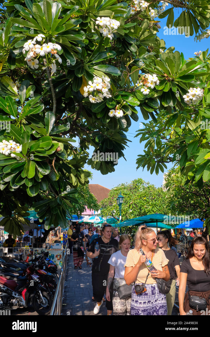 Westliche Touristen unter den weißen Blüten der Plumeria/Frangipani/Lilavadee Baum, in Thailand auch als Lantom; Bangkok, Thailand Stockfoto