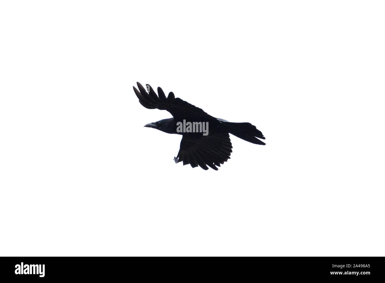 Natürliche isoliert Flying schwarz Nebelkrähe (Corvus corone) Stockfoto