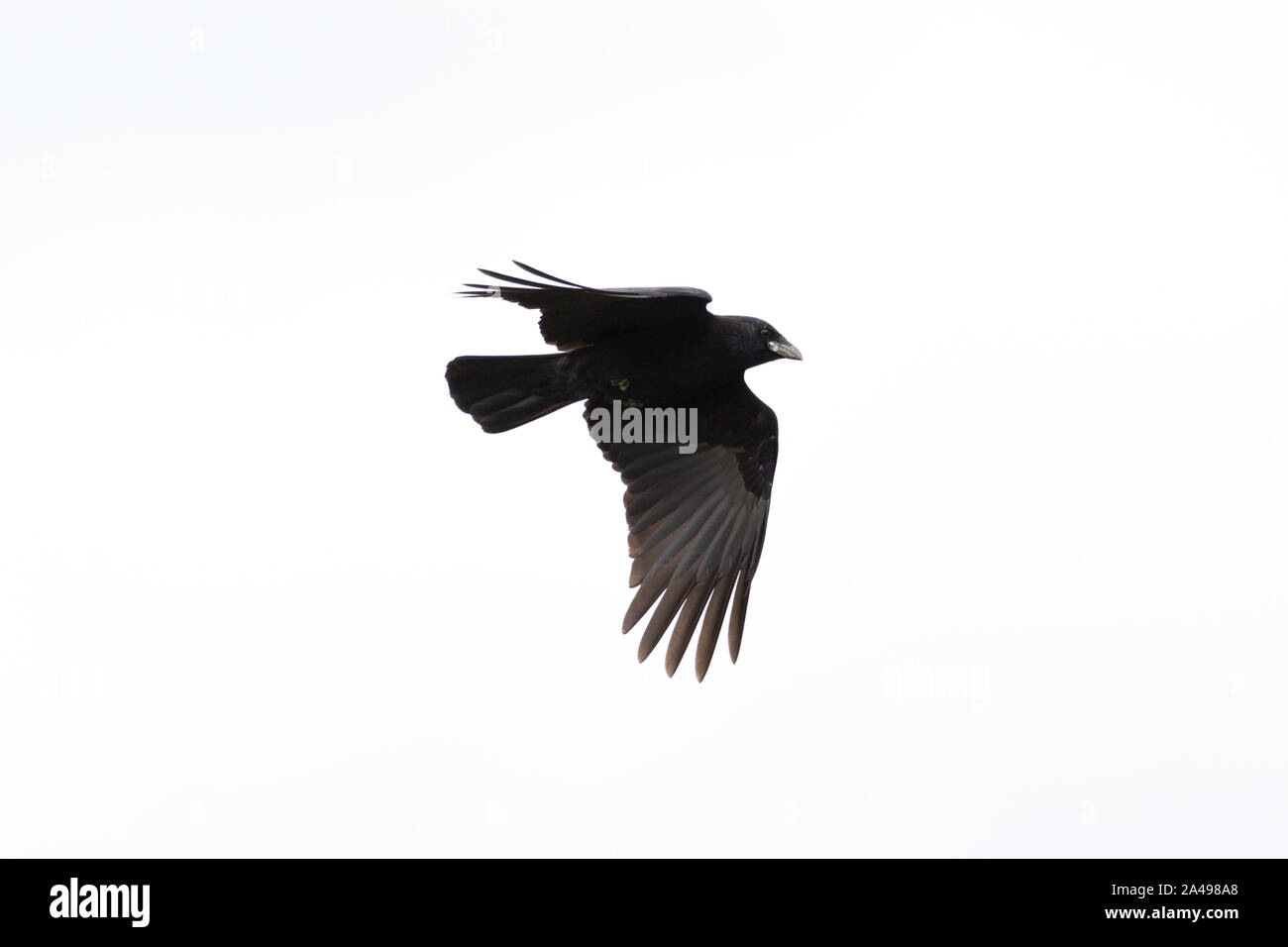 Silhouette isolierte natürliche schwarze Rabe (Corvus corone) im Flug Stockfoto