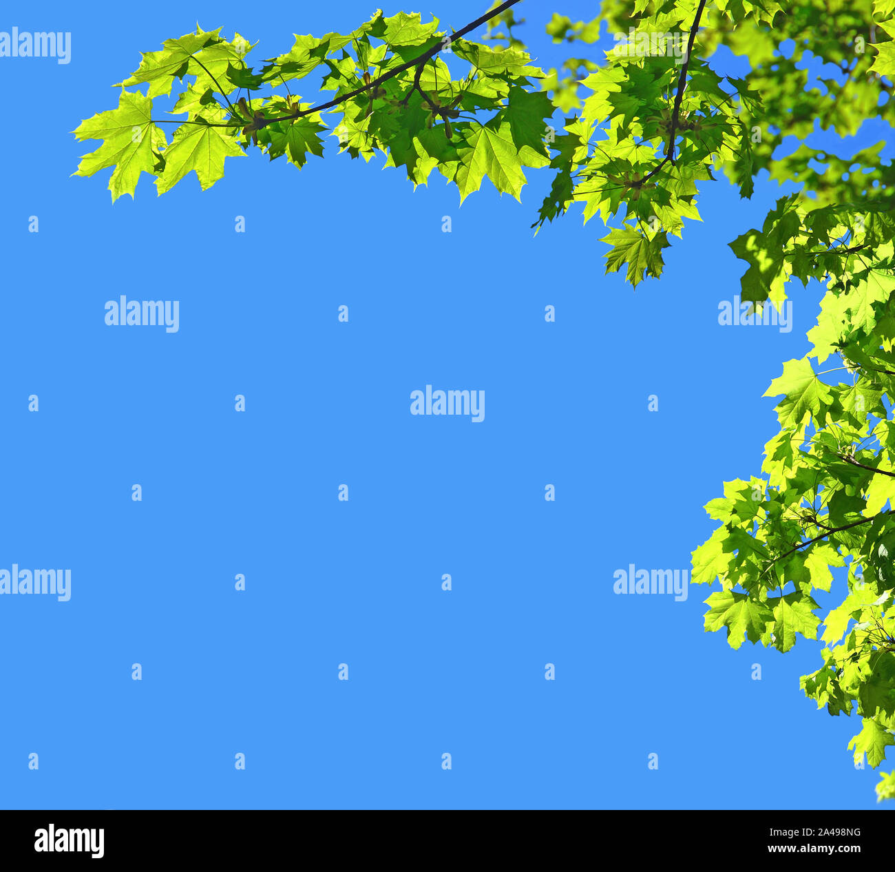 Kostenlose blaue Zone in einer natürlichen pflanzlichen Rahmen. Stockfoto