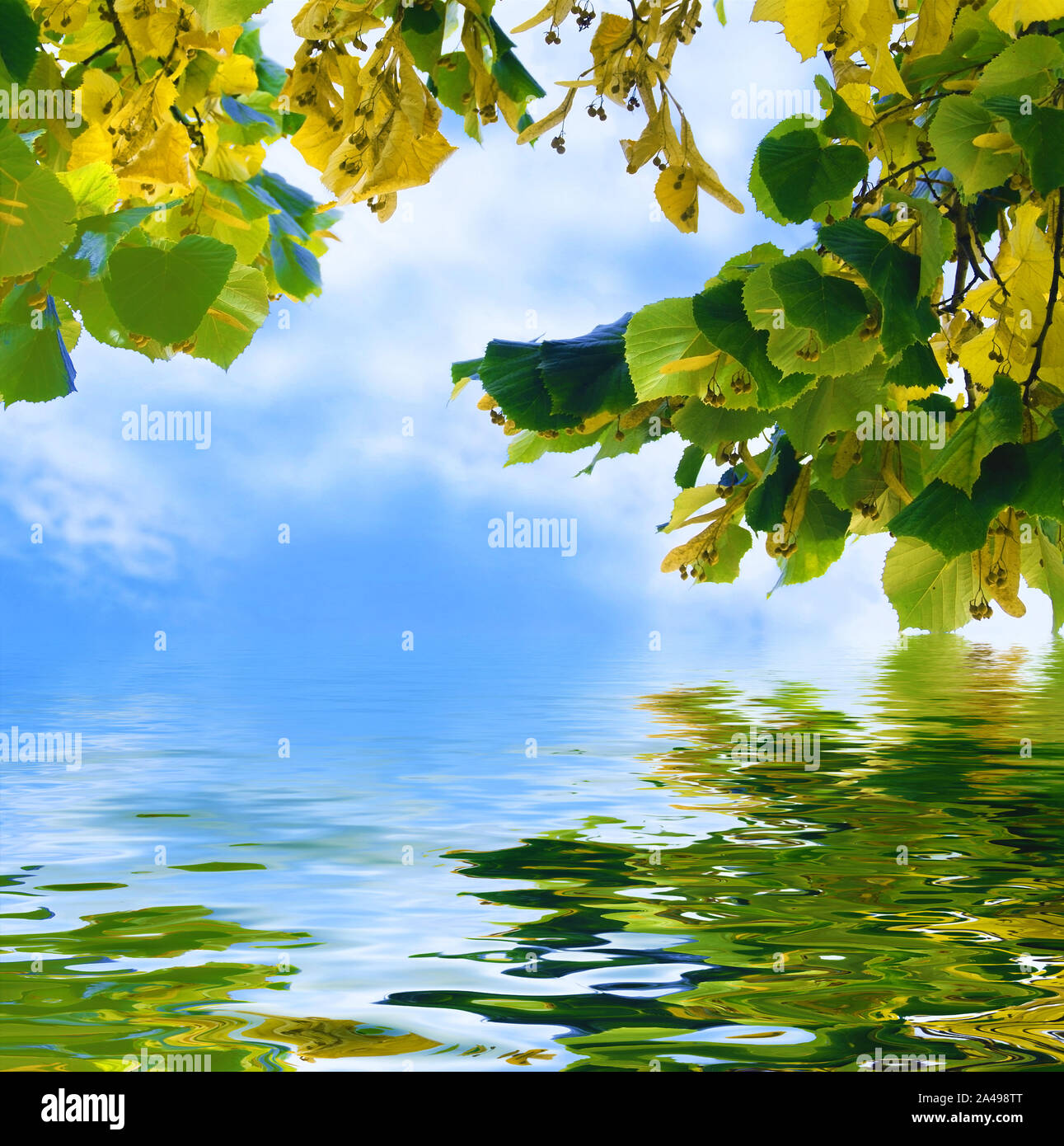 Kostenlose blaue Zone in einer natürlichen pflanzlichen Rahmen. Stockfoto
