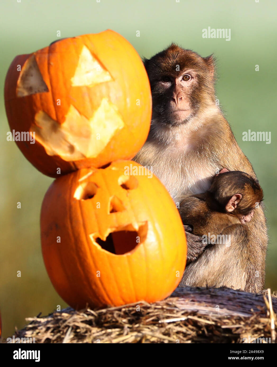 Barbary Macaques am Blair Drummond Safari Park eine neue Ergänzung in ihrem Gehege erkunden. Eine Spinne aus Heu bürgt und Ablassrohre neben ihrer sehr eigenen Pumpkin Patch gemacht haben während des Parks jährlichen 'Hallowild' Event vor Halloween erschienen. PA-Foto. Datum: Sonntag, Oktober 13, 2019. Photo Credit: Andrew Milligan/PA-Kabel Stockfoto