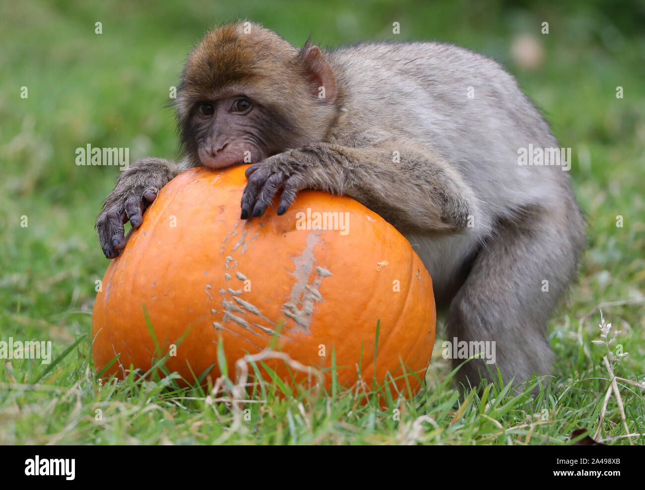 Barbary Macaques am Blair Drummond Safari Park eine neue Ergänzung in ihrem Gehege erkunden. Eine Spinne aus Heu bürgt und Ablassrohre neben ihrer sehr eigenen Pumpkin Patch gemacht haben während des Parks jährlichen 'Hallowild' Event vor Halloween erschienen. PA-Foto. Datum: Sonntag, Oktober 13, 2019. Photo Credit: Andrew Milligan/PA-Kabel Stockfoto