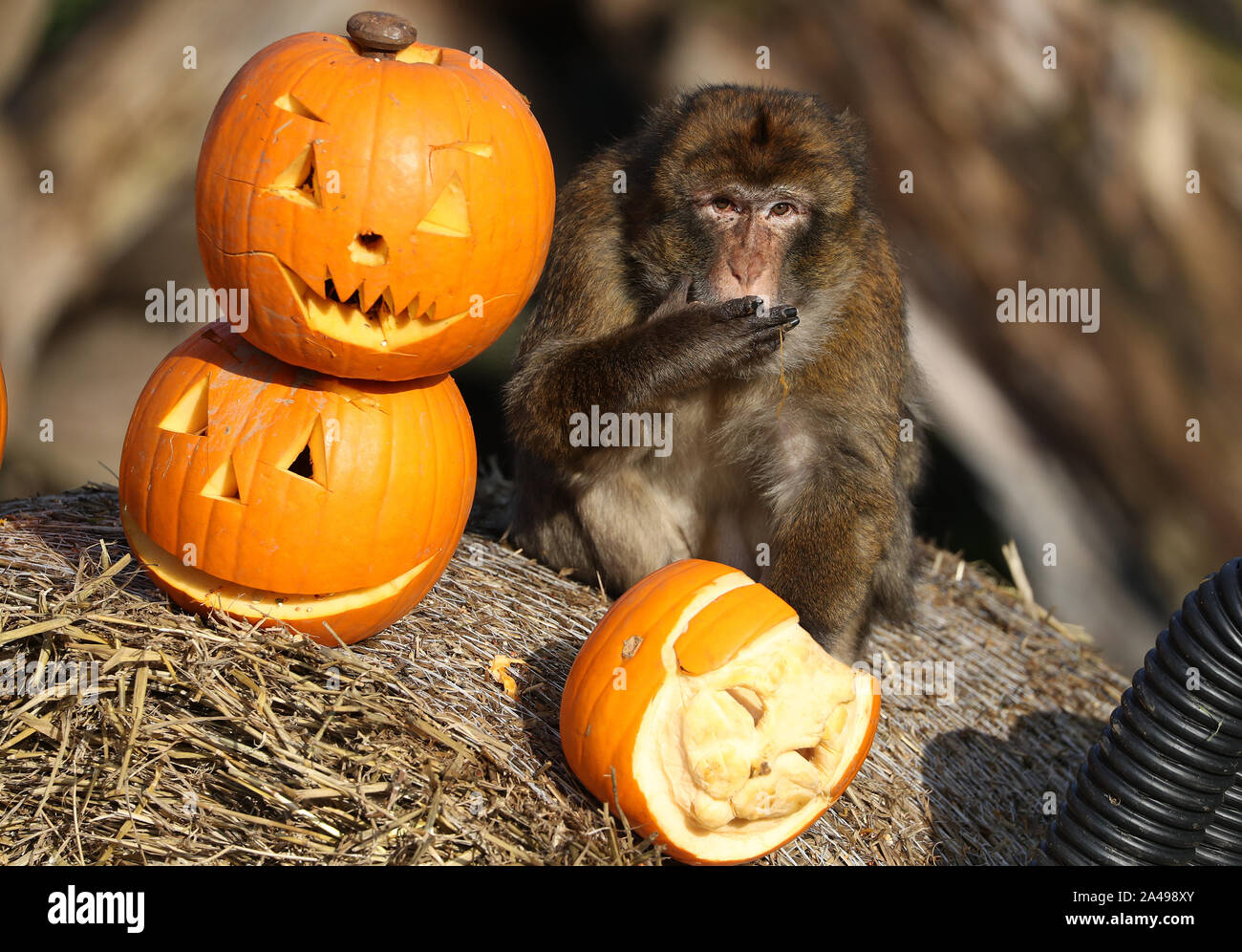 Barbary Macaques am Blair Drummond Safari Park eine neue Ergänzung in ihrem Gehege erkunden. Eine Spinne aus Heu bürgt und Ablassrohre neben ihrer sehr eigenen Pumpkin Patch gemacht haben während des Parks jährlichen 'Hallowild' Event vor Halloween erschienen. PA-Foto. Datum: Sonntag, Oktober 13, 2019. Photo Credit: Andrew Milligan/PA-Kabel Stockfoto