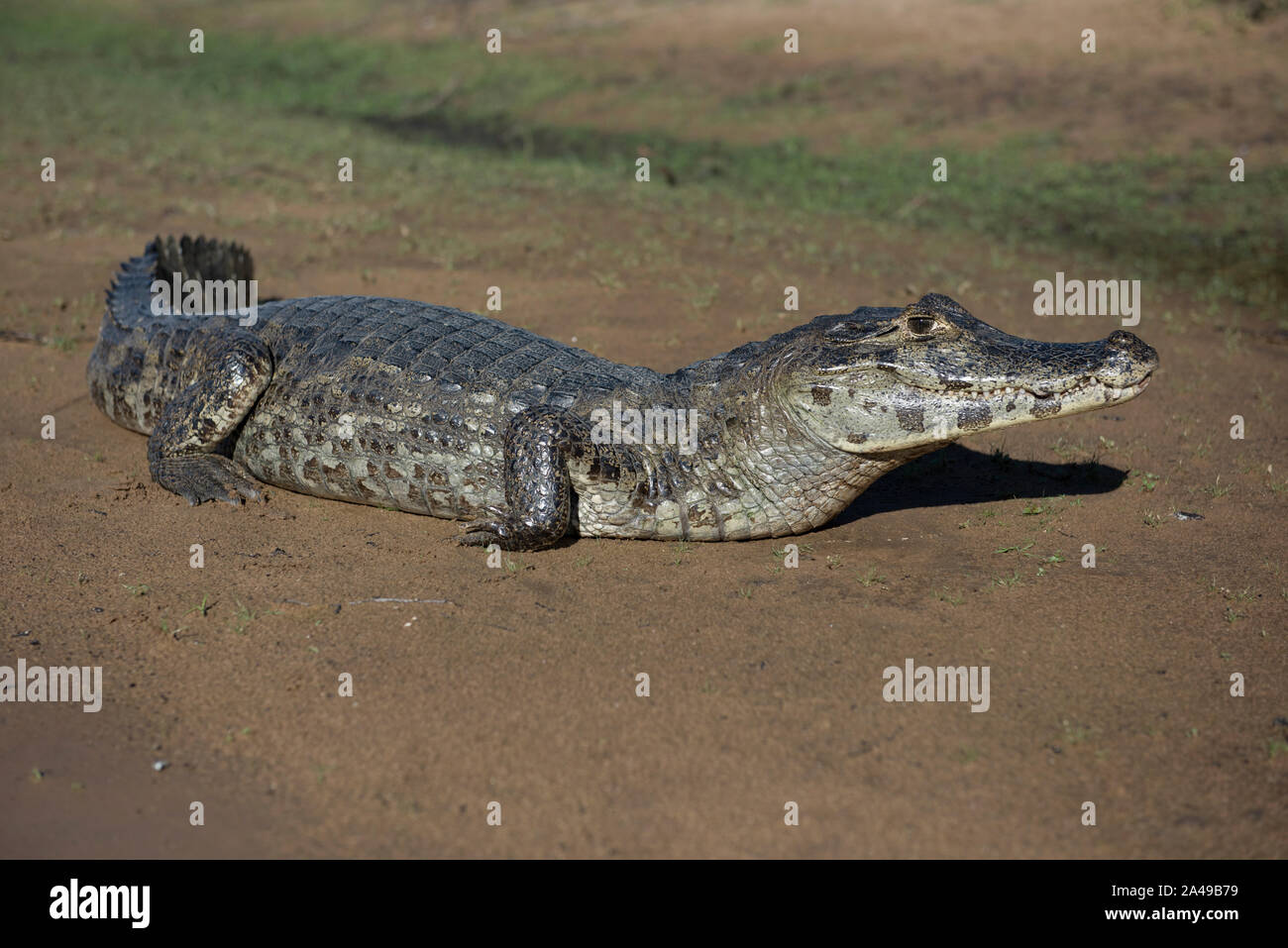Alligator in der Brasilianischen Feuchtgebiete, Pantanal, der an einem sonnigen Tag Stockfoto