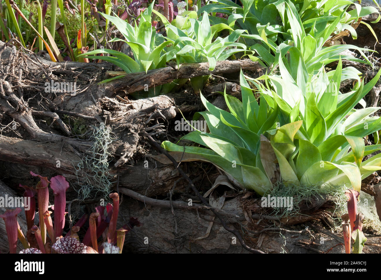 Sydney Australien, fleischfressende bromelie von Trompete Krug Pflanzen umgeben Stockfoto
