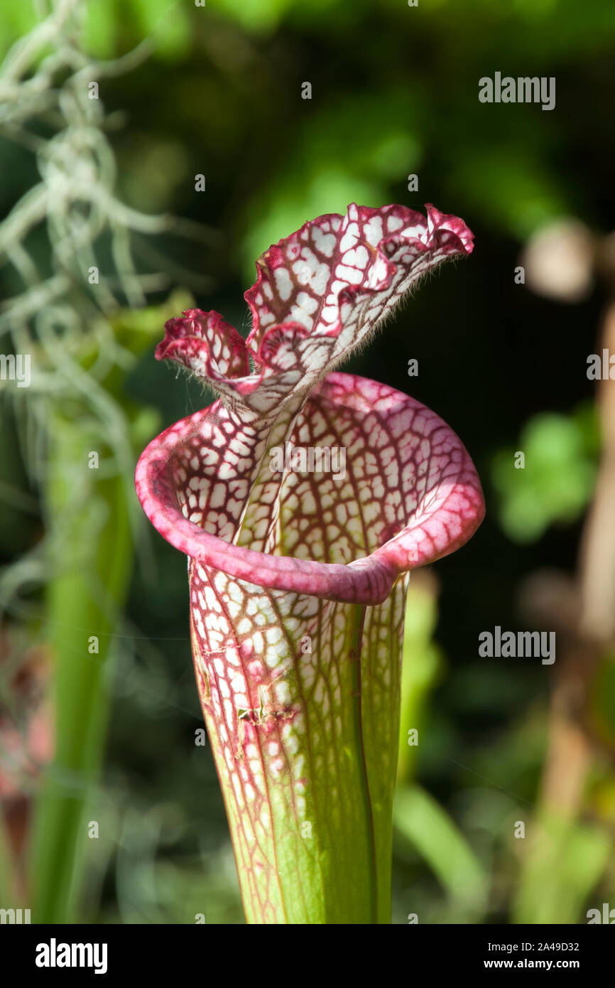 Sydney Australien, einem Rohr oder Trompete eines crimson Pitcherplant oder Sarracenia leucophylla Stockfoto