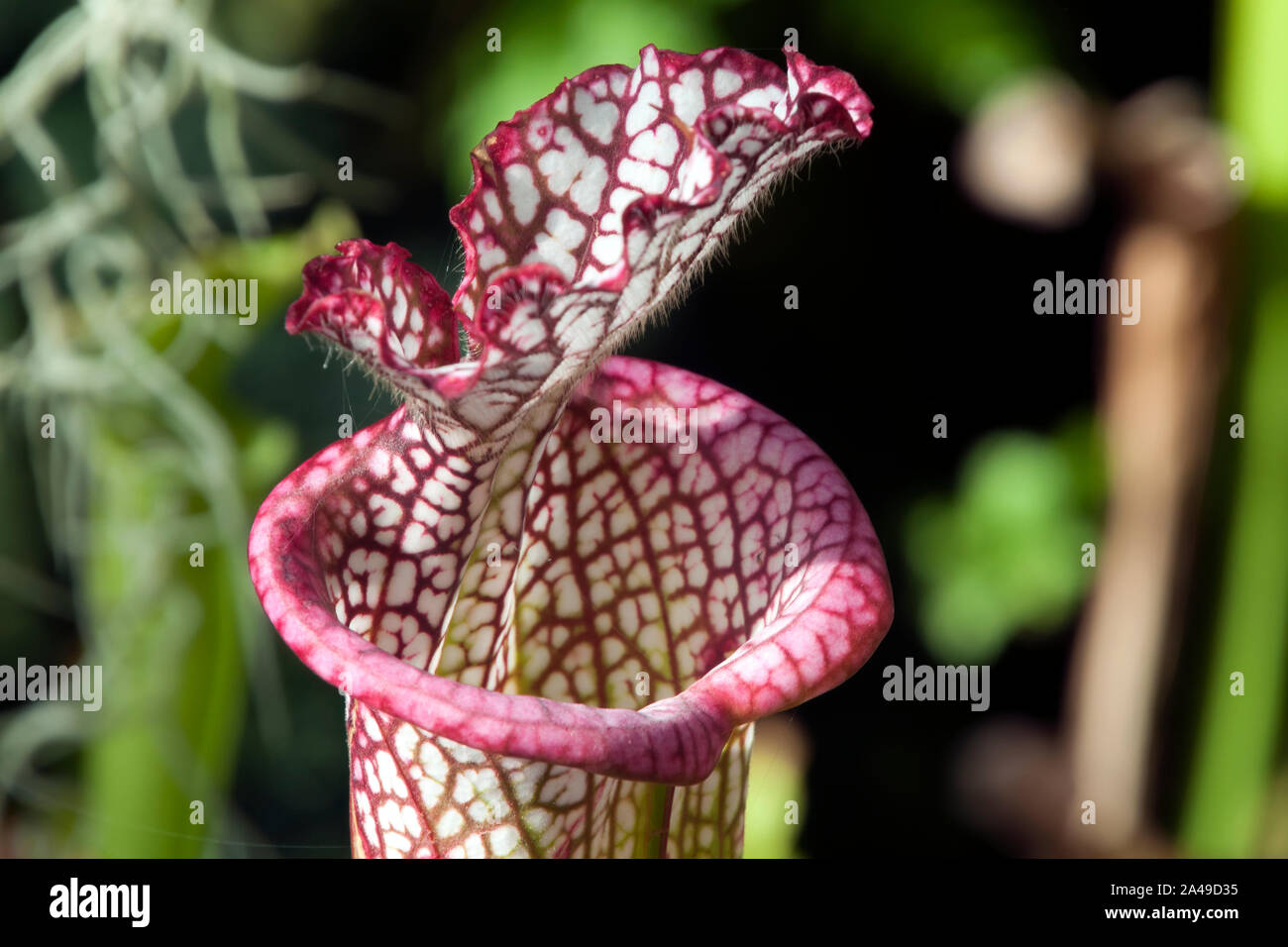 Sydney Australien, Mund der Crimson Pitcherplant oder Sarracenia leucophylla Stockfoto