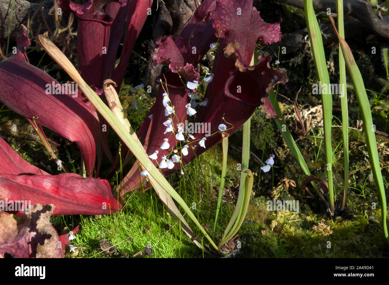 Sydney Australien, Kastanienbraun pitfall Kannenpflanze mit zarten violetten Blüten von Utricularia bisquamata Stockfoto