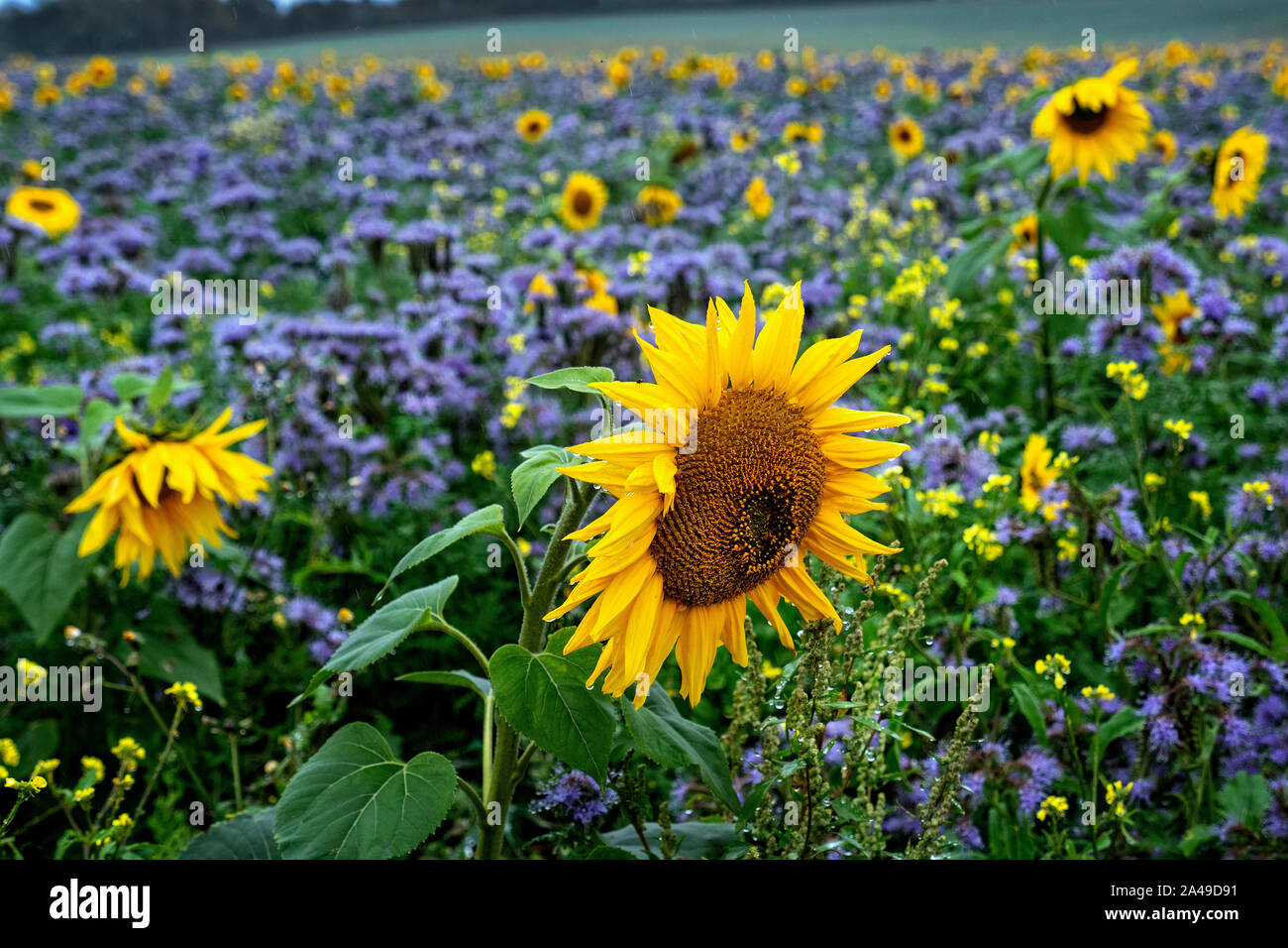 Sonnenblumen in einem Feld der blau blühende Bodendecker Stockfoto