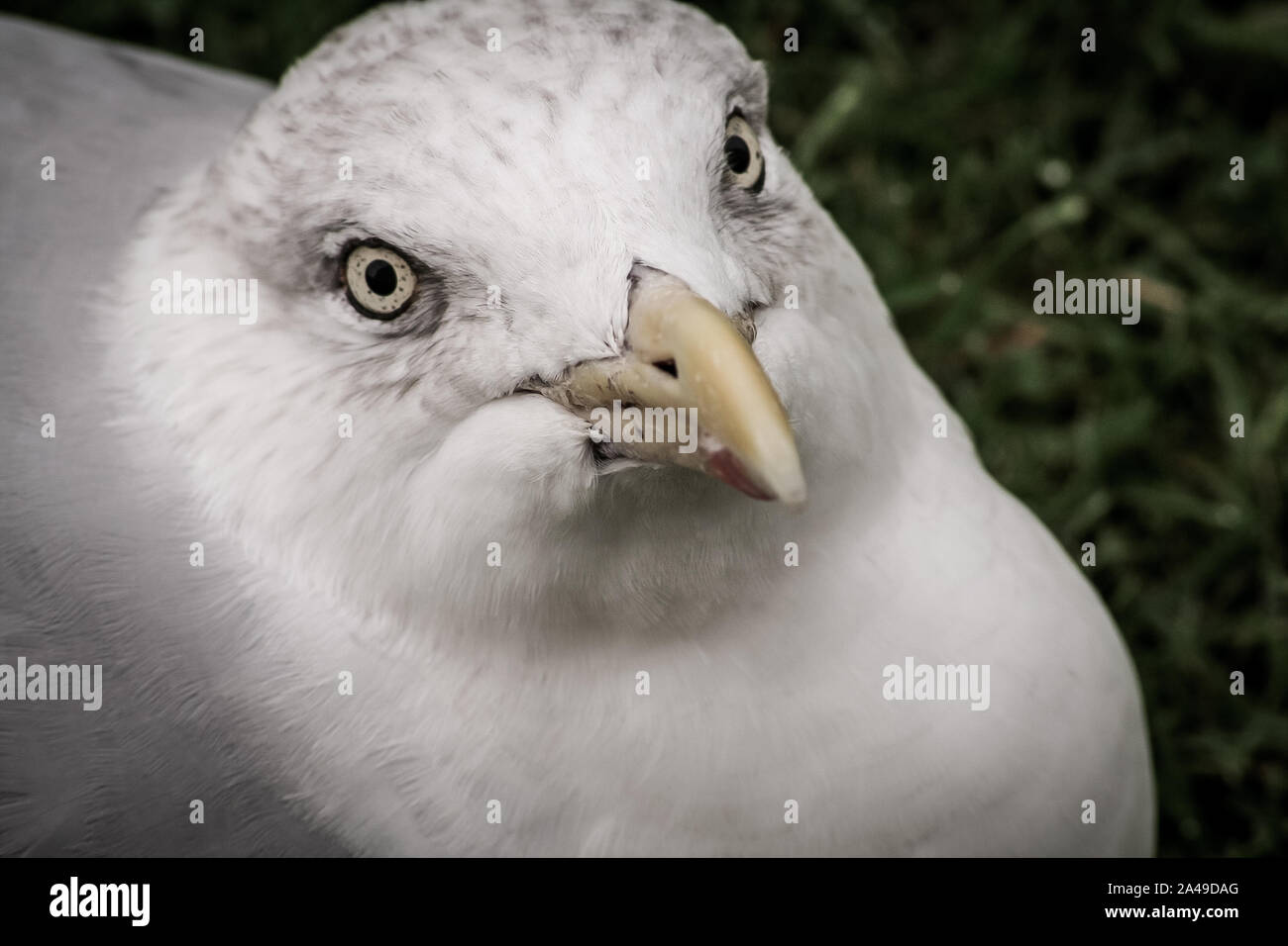 Silbermöwe Stockfoto