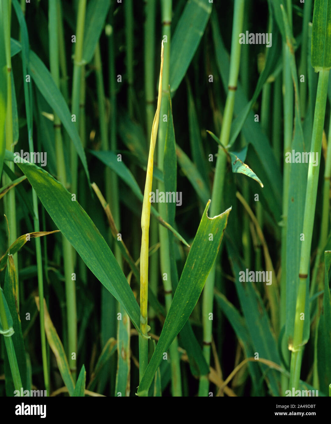 Weizenbirne fliegen (Delia coarctata) Herztodschäden an der Weizenernte Stockfoto