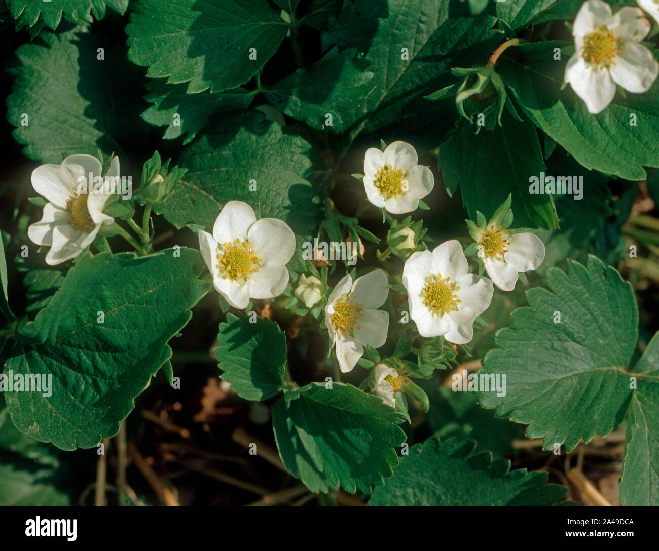 Nahaufnahme von Erdbeere Pflanze in Blüte Stockfoto