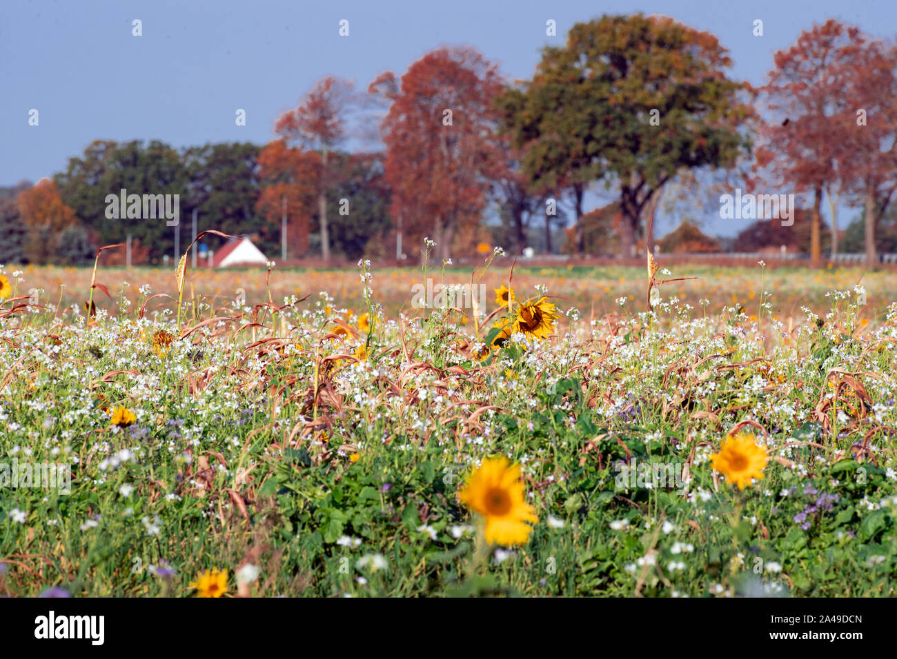 Nauen Ot Ribbeck, Deutschland. 13 Okt, 2019. Wildblumen und Sonnenblumen blühen auf der Wiese eines Ribbeck Landwirt vor dem Ortseingang. Credit: Soeren Stache/dpa-Zentralbild/dpa/Alamy leben Nachrichten Stockfoto