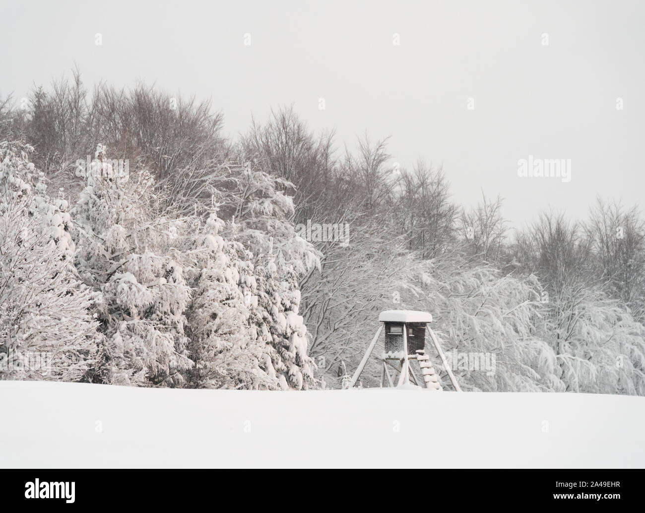 Schneereiche Winter Bergwald scape mit Hirsch stehen. Stockfoto