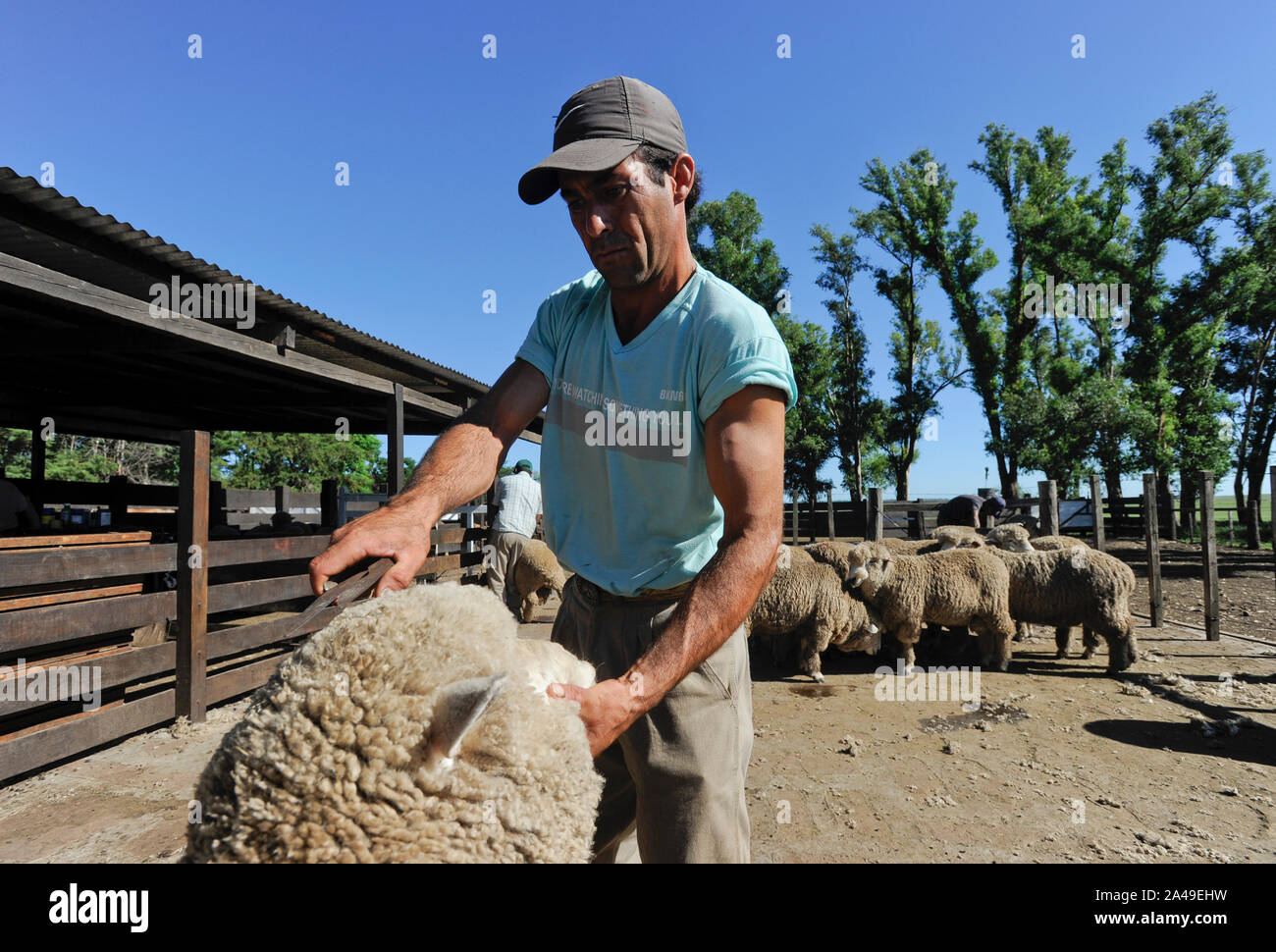 URUGUAY Estancia La Magdalena in der Nähe von Salto, großer Bauernhof, sheepshearing Merino Schafe, Schafe Wolle Stockfoto