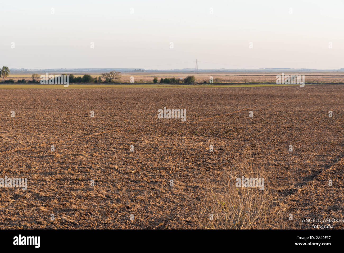 Ein Feld der bewässerten Reis zur Aussaat Samen vorbereitet. Im Hintergrund, in der Mitte des Feldes, ein Turm von Energie. Precision Agriculture i Stockfoto