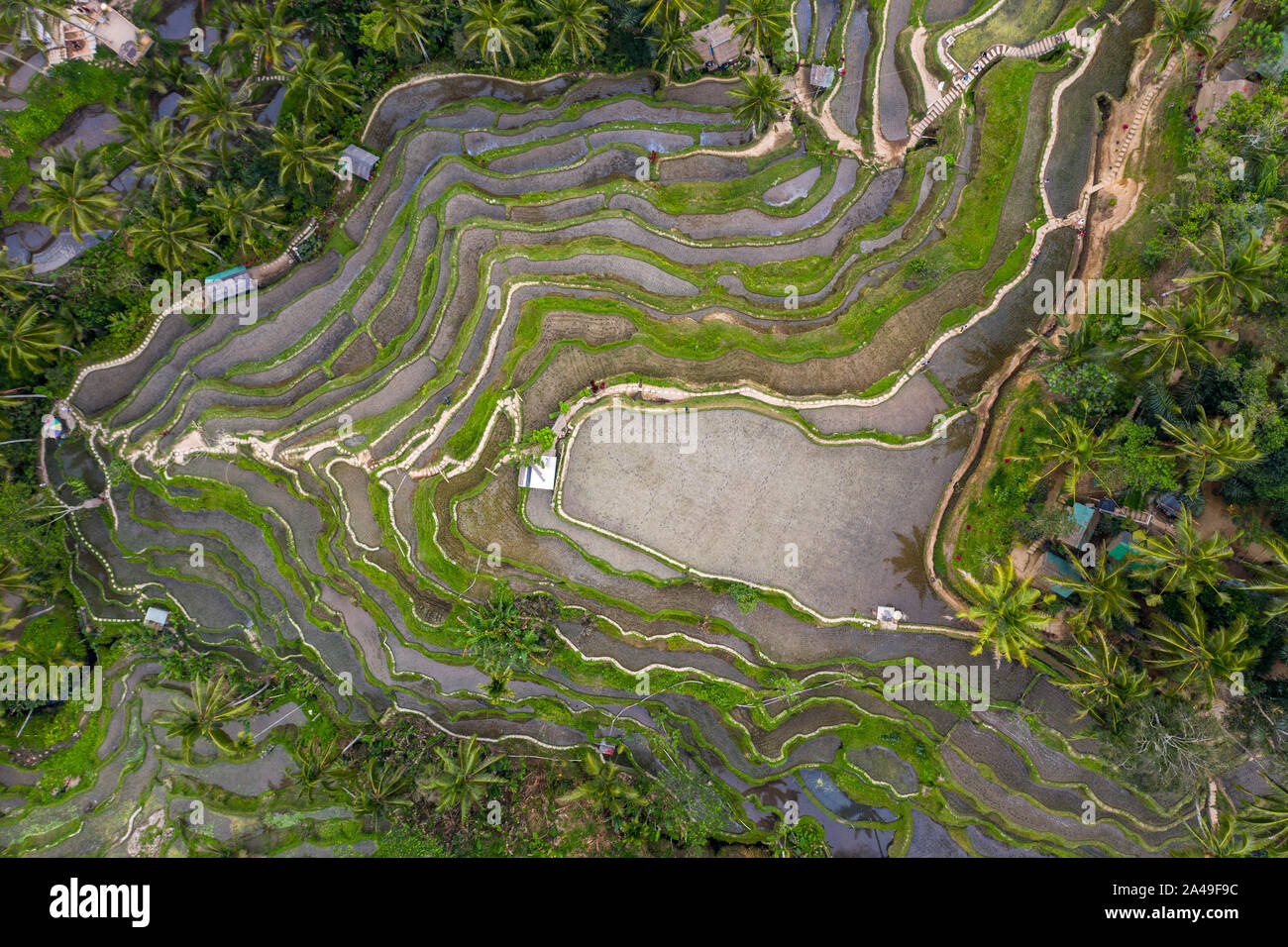 Antenne drone Bild von tegallalang Reis Reisfelder, in der Nähe von Ubud auf Bali, Indonesien Stockfoto
