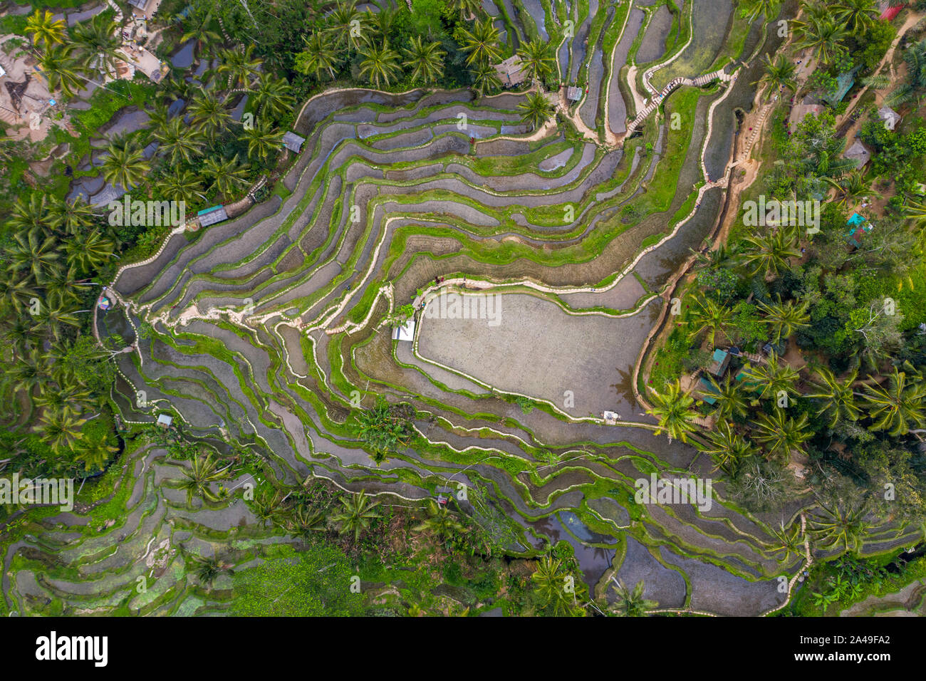 Antenne drone Bild von tegallalang Reis Reisfelder, in der Nähe von Ubud auf Bali, Indonesien Stockfoto