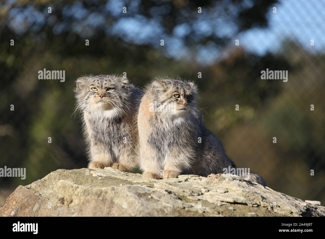 Zwei Pallas Katzen bei Port Lympne Wildlife Reserve Stockfoto