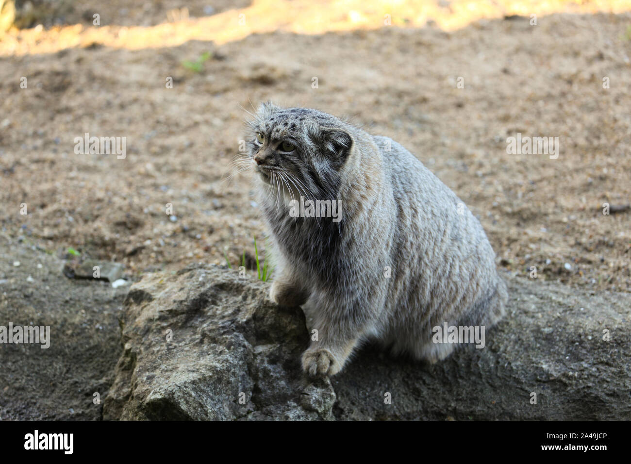 Pallas Cat bei Port Lympne Wildlife Reserve Stockfoto