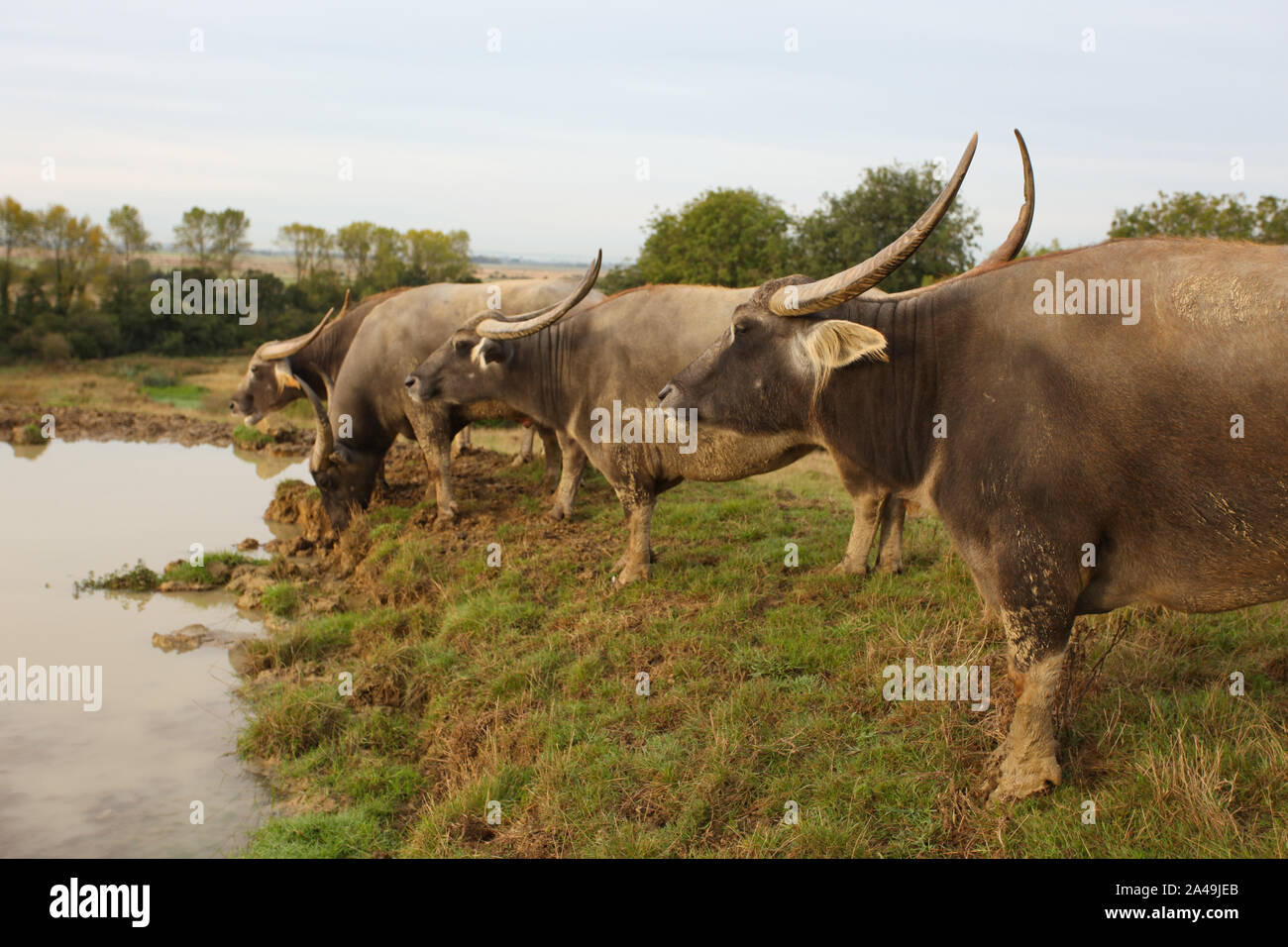 Wasserbüffel bei Hog Deer Creek, Port Lympne Stockfoto